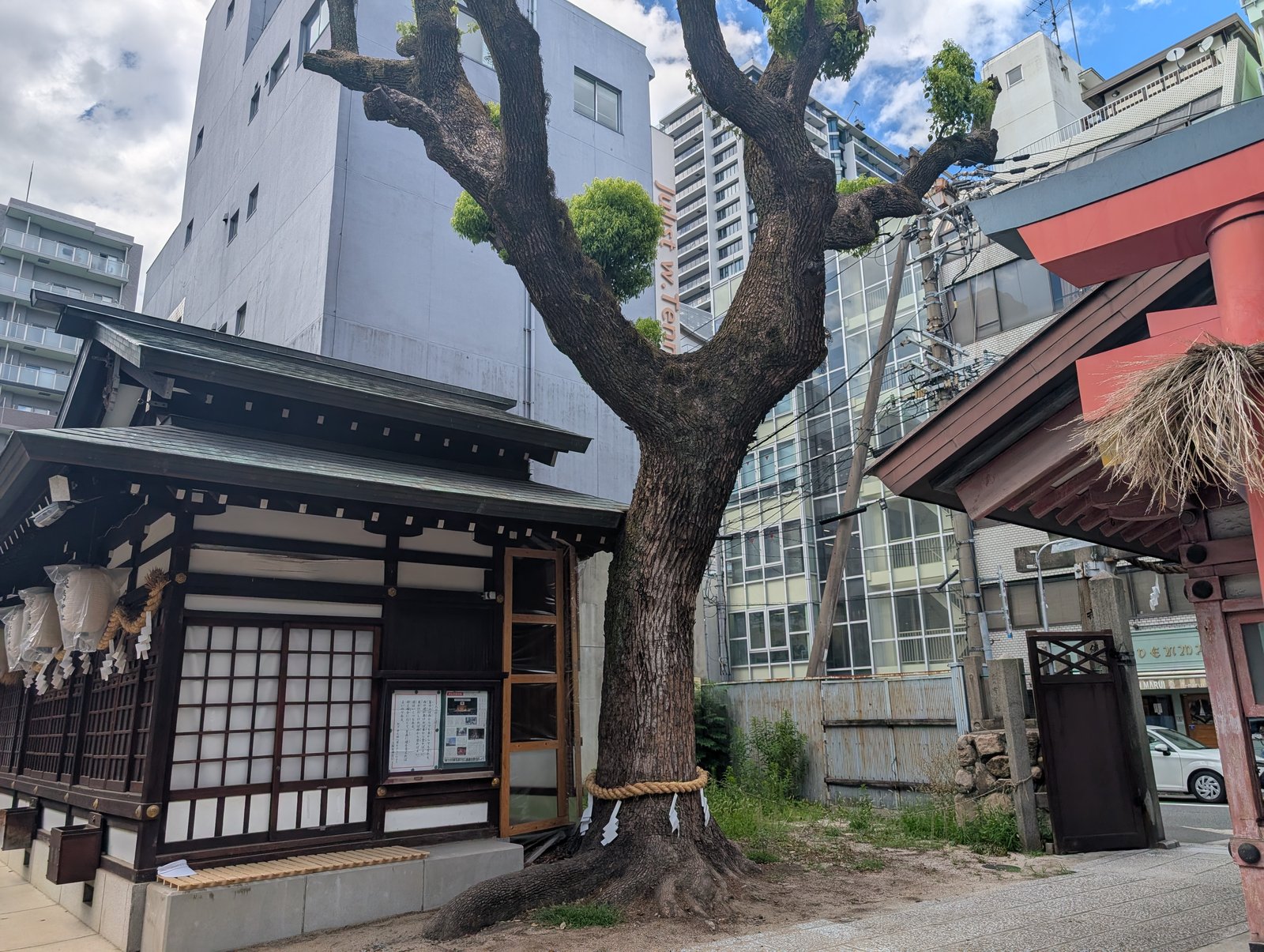 榎木神社の脇に立つ、しめ縄を巻いた大木
