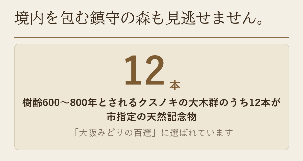 樹齢600〜800年とされるクスノキの大木群のうち12本が市指定の天然記念物であることを示した図です