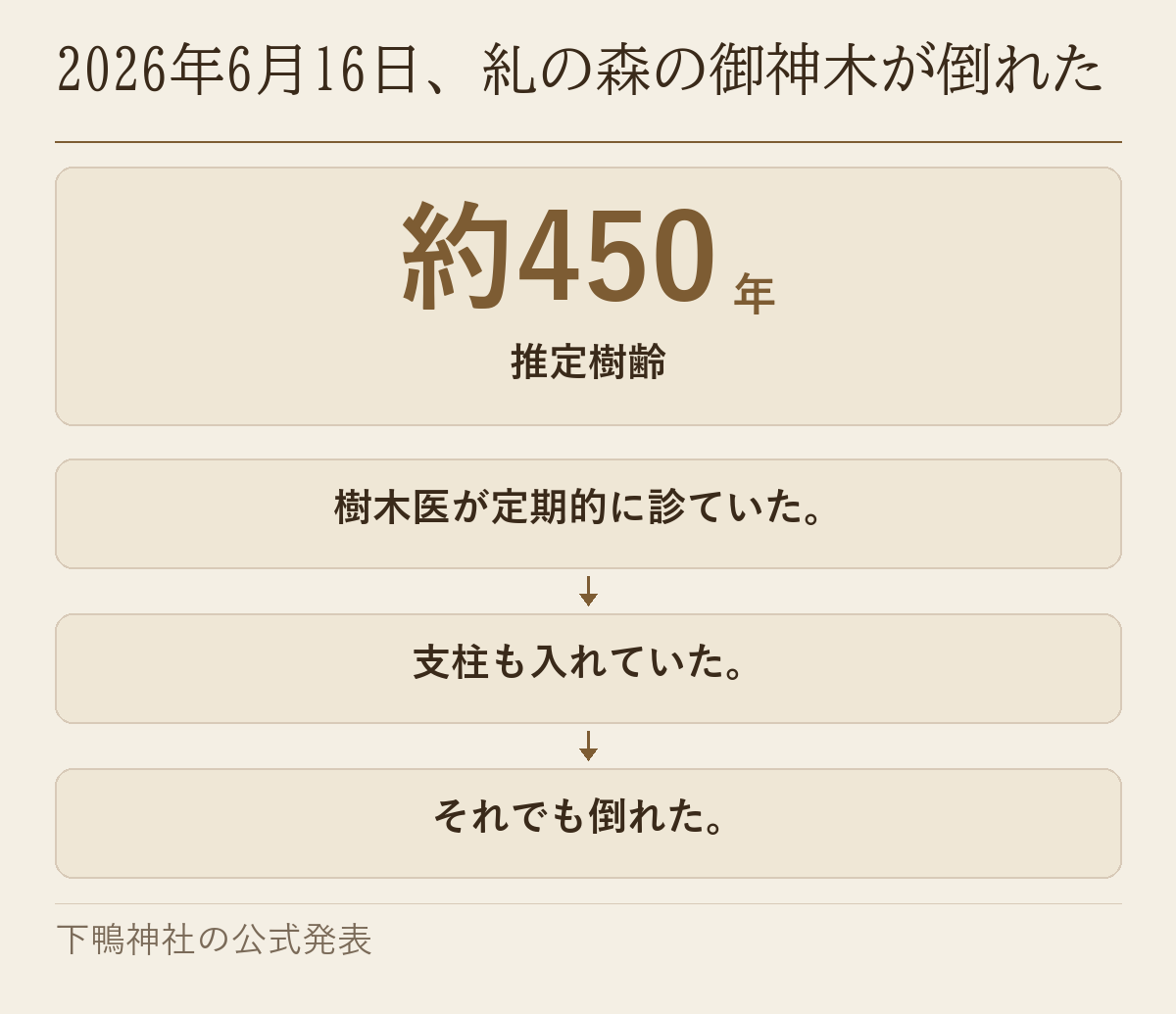推定樹齢約450年の御神木が、樹木医の診断と支柱があっても倒れたことを示した図です