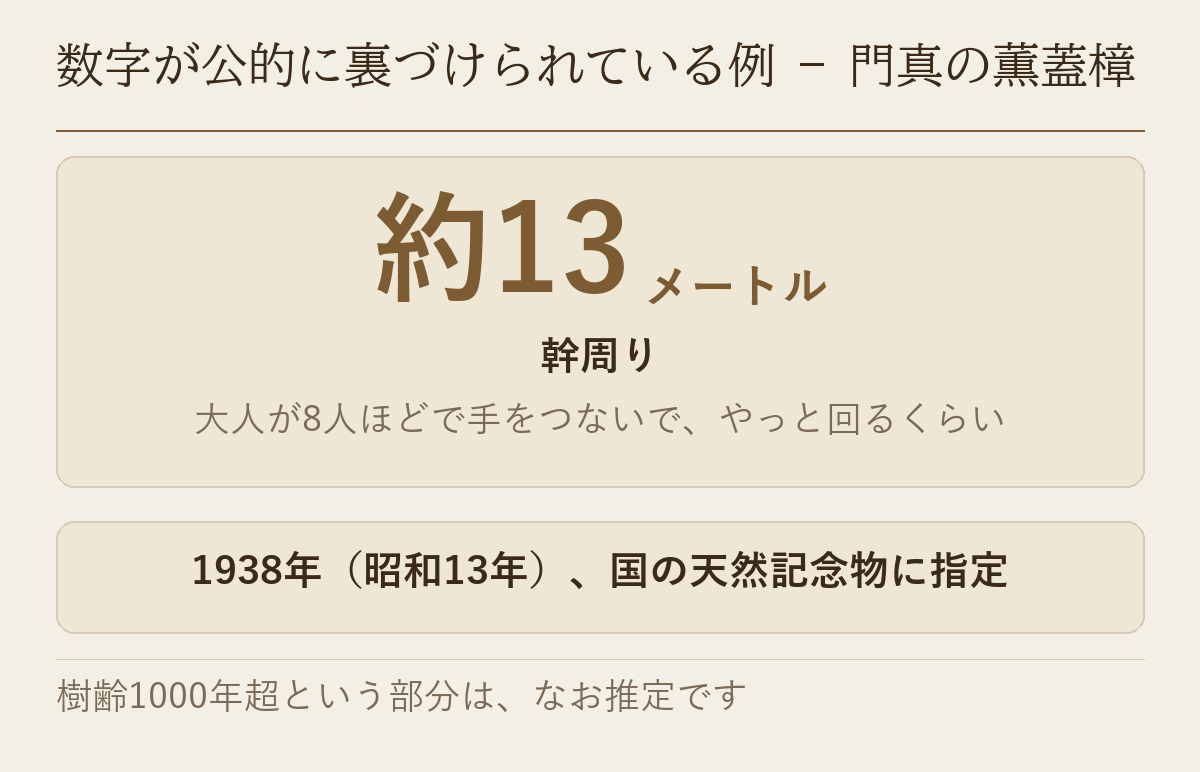 門真の薫蓋樟の幹周り約13メートルと国の天然記念物指定を示した図です
