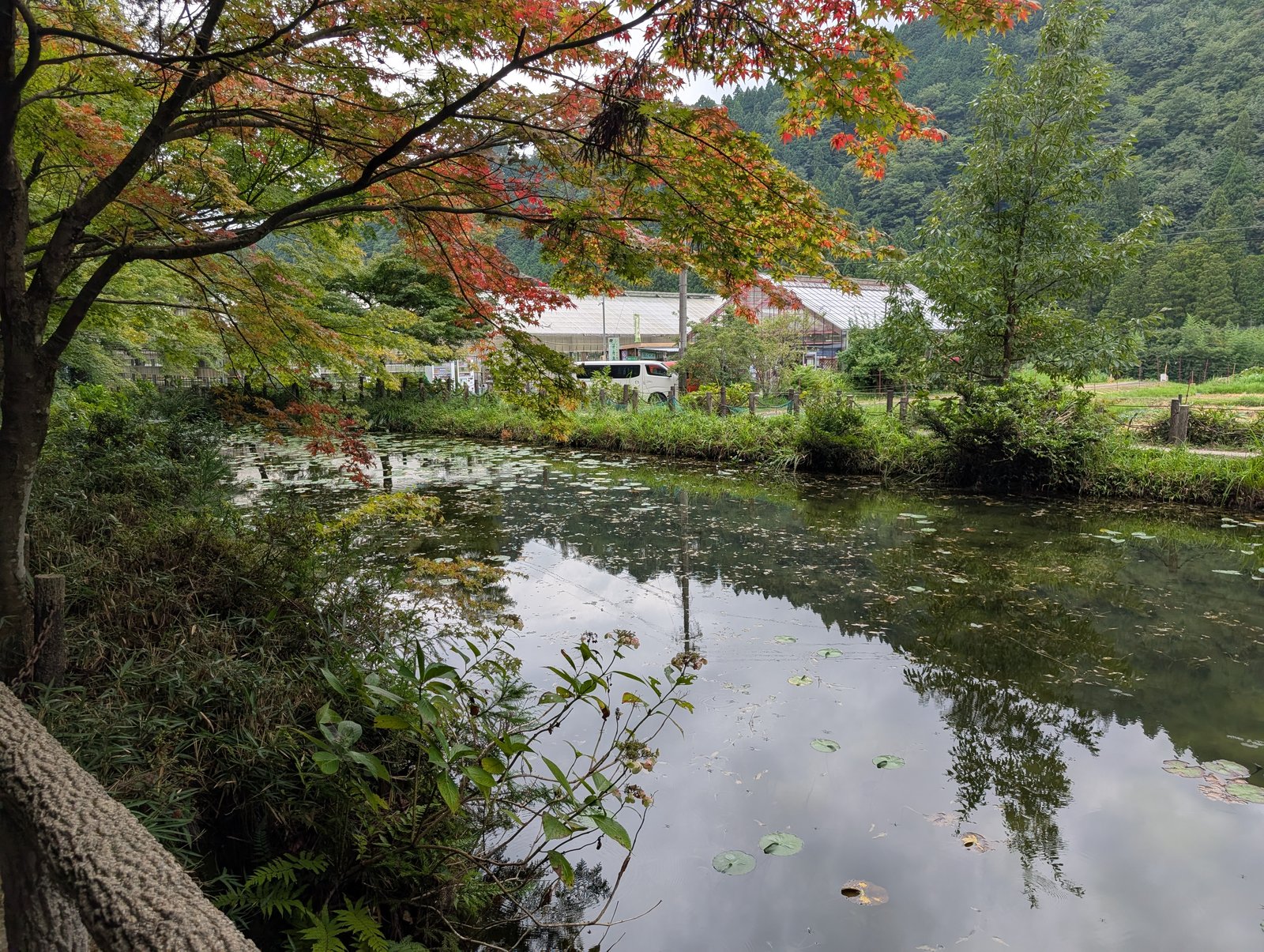 池の全景。睡蓮の葉が水面を広く覆っている（2026年8月27日の11時ごろ撮影・色補正なし）