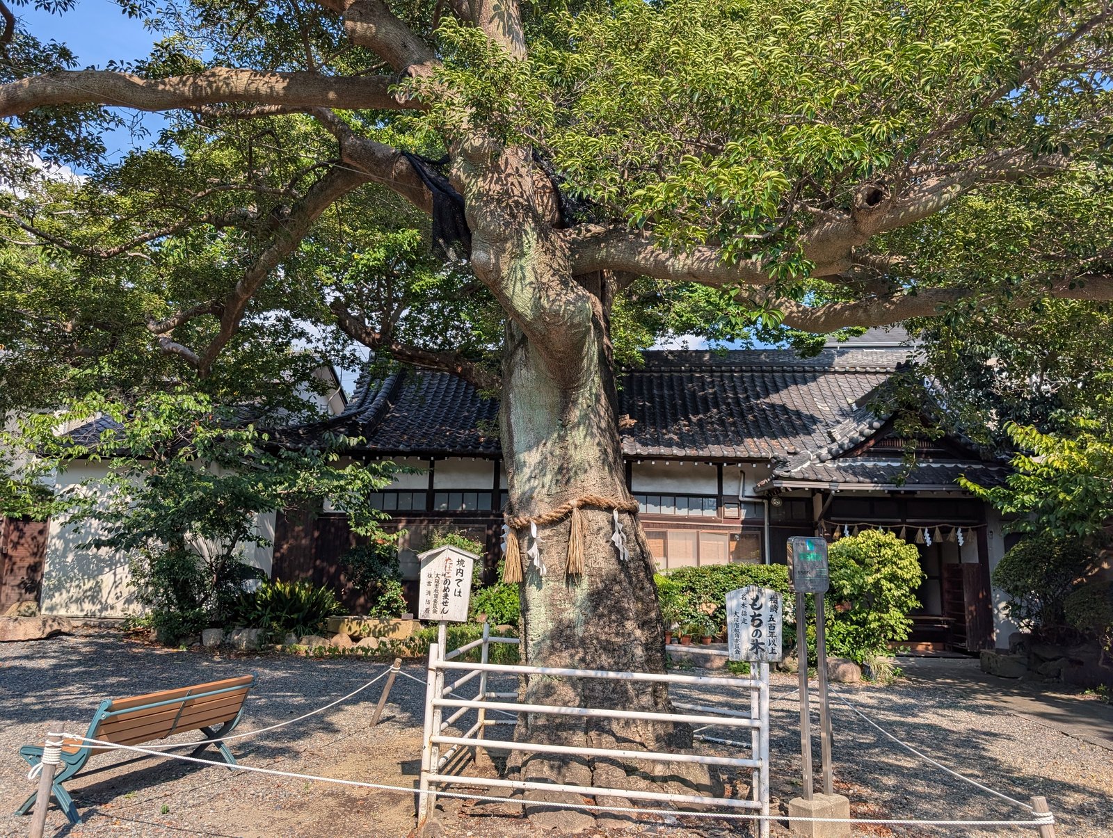 もちの木