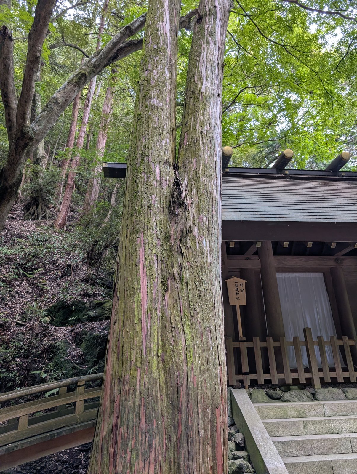 別宮 一目連神社。木札と、そばの大杉