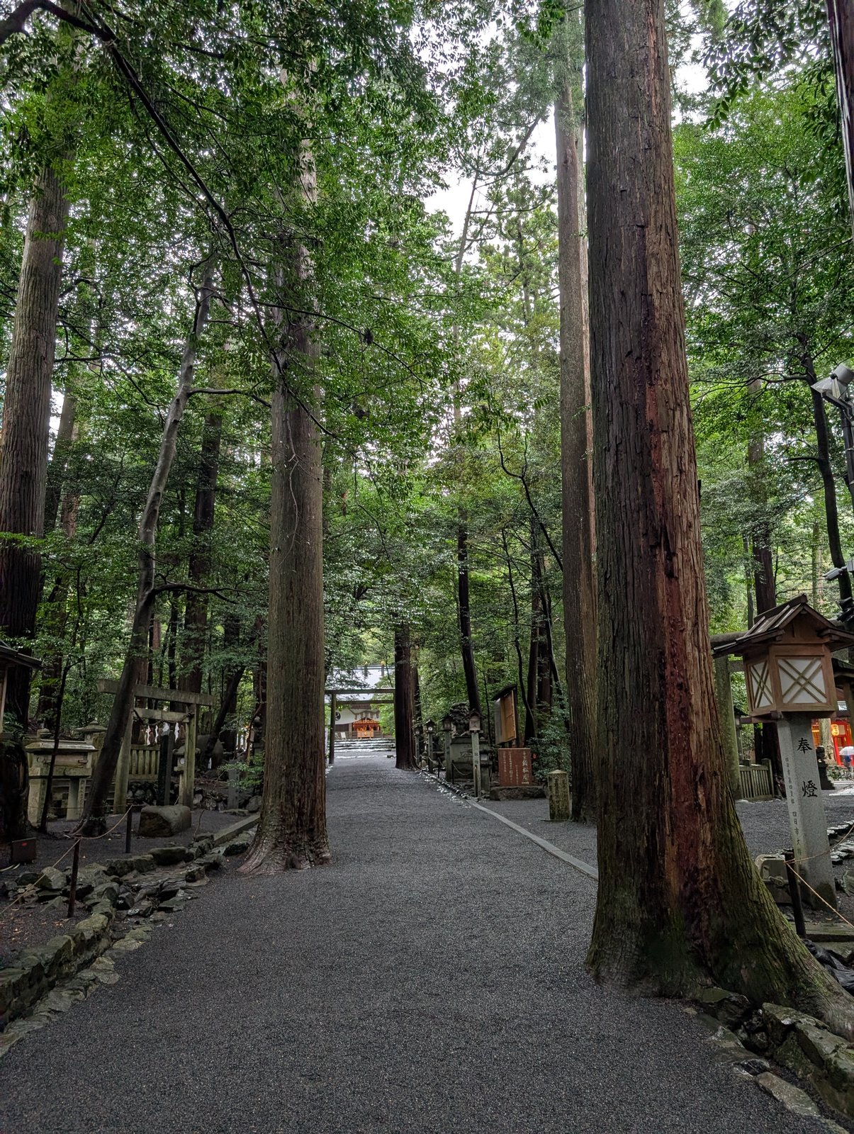 参道の両側に立つ杉。奥に鳥居と拝殿が見える