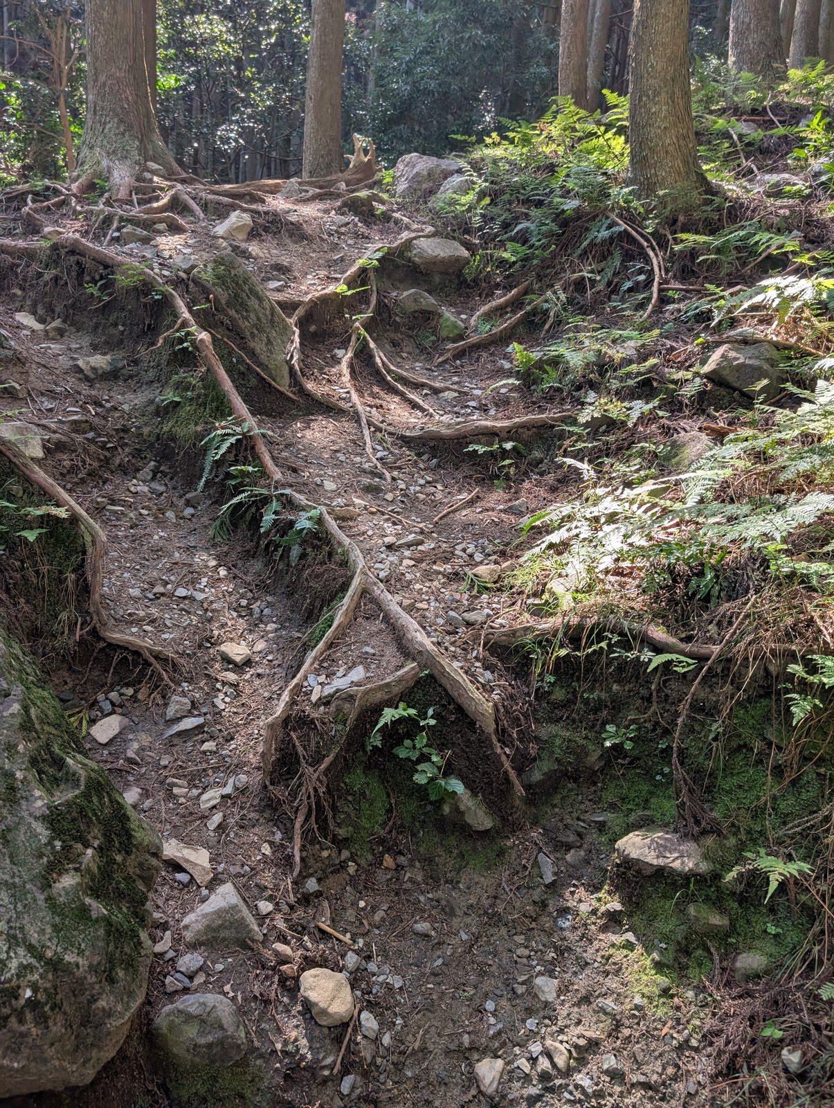 木の根が張り出した登山道
