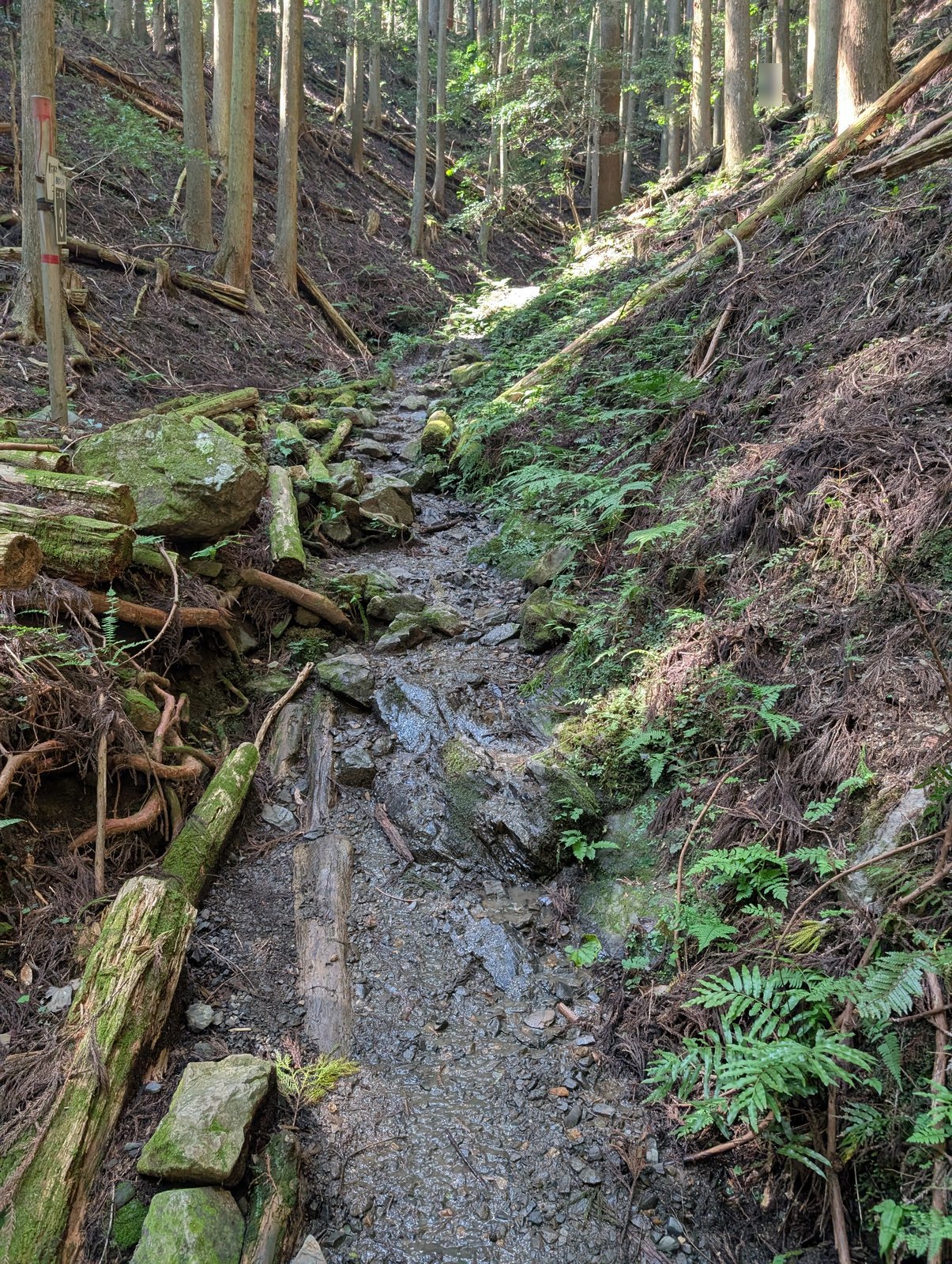 沢沿いの濡れた岩の登山道と倒木