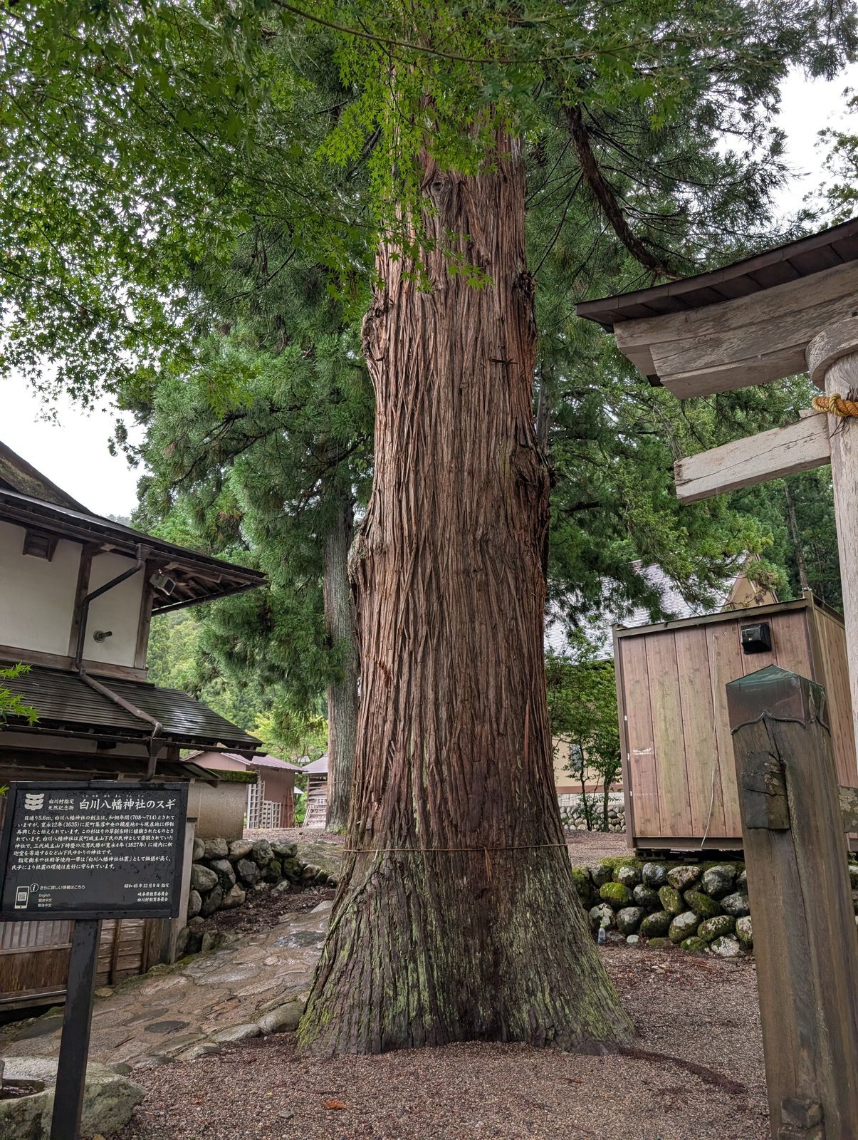 御神木のスギと、足元に立つ説明板、右手の鳥居（2026-08-27 撮影）