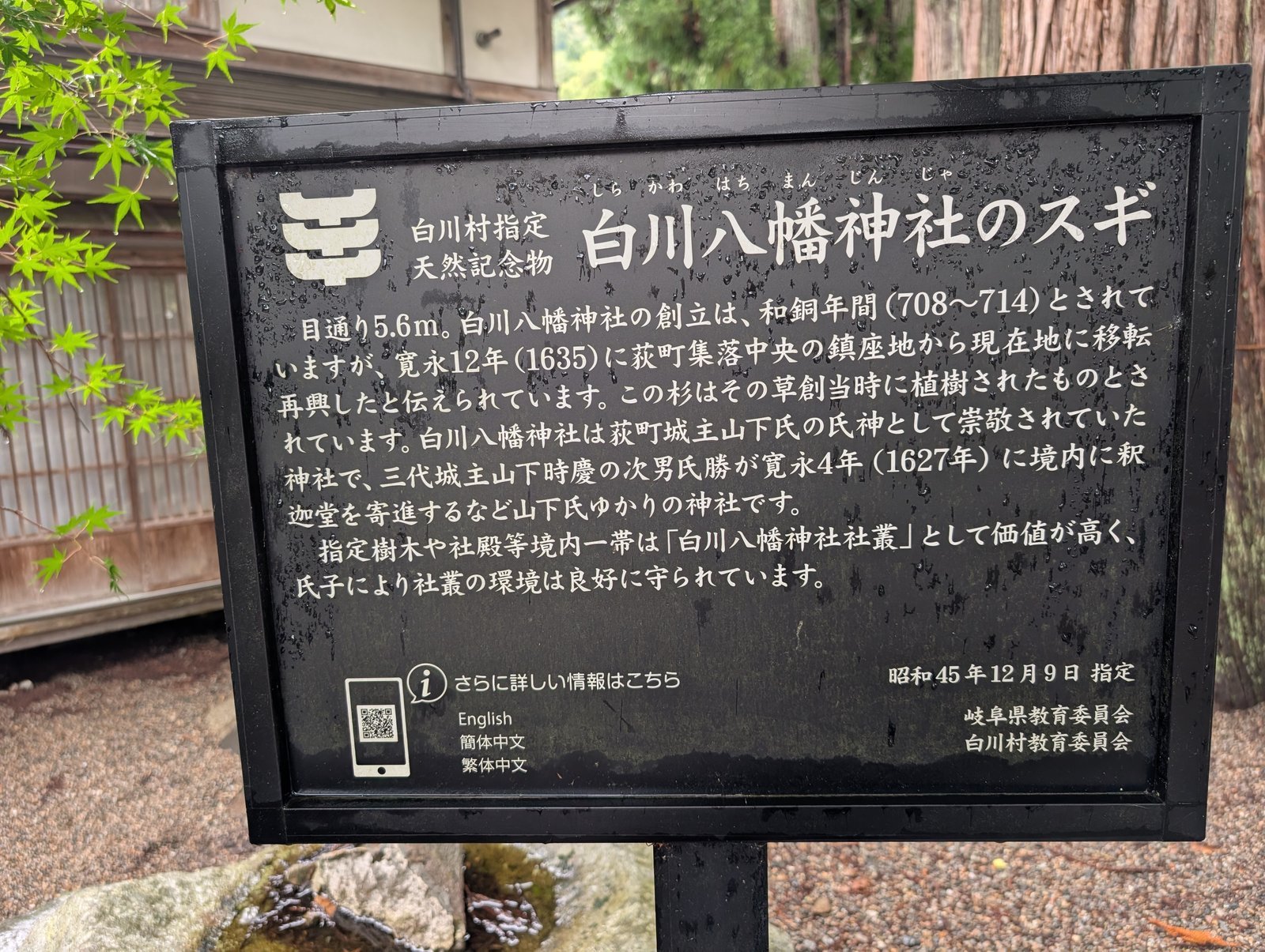 説明板「白川村指定天然記念物 白川八幡神社のスギ」。目通り5.6mの記載（2026-08-27 撮影）