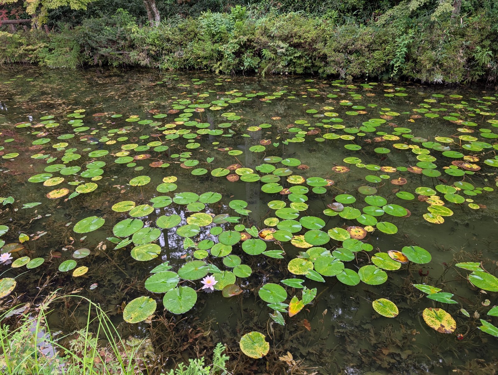 睡蓮の葉に覆われた池の水面と、咲き残る一輪（2026-08-27 撮影）
