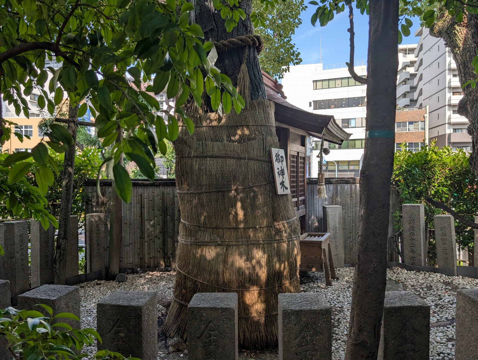 注連縄を巻いた御神木