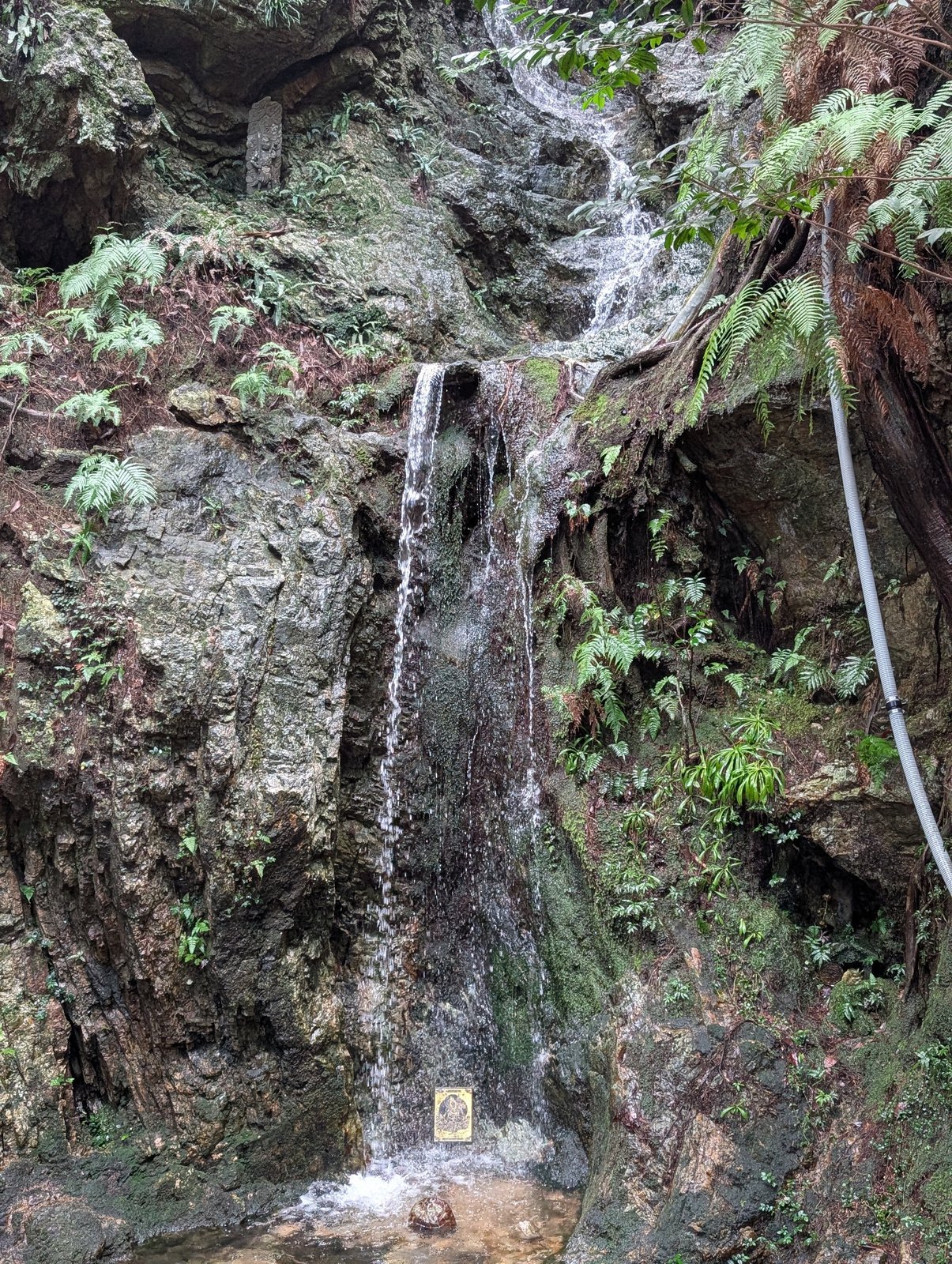 岩壁を細く落ちる滝。まわりはシダと苔