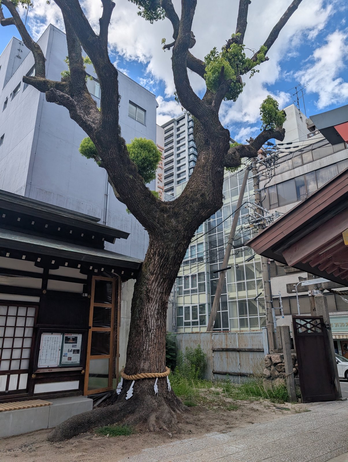 御神木。ビルを背に枝を広げる